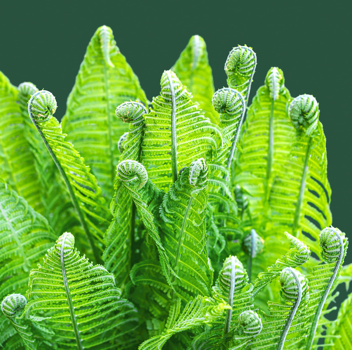 Ostrich Fern isolated on green background.