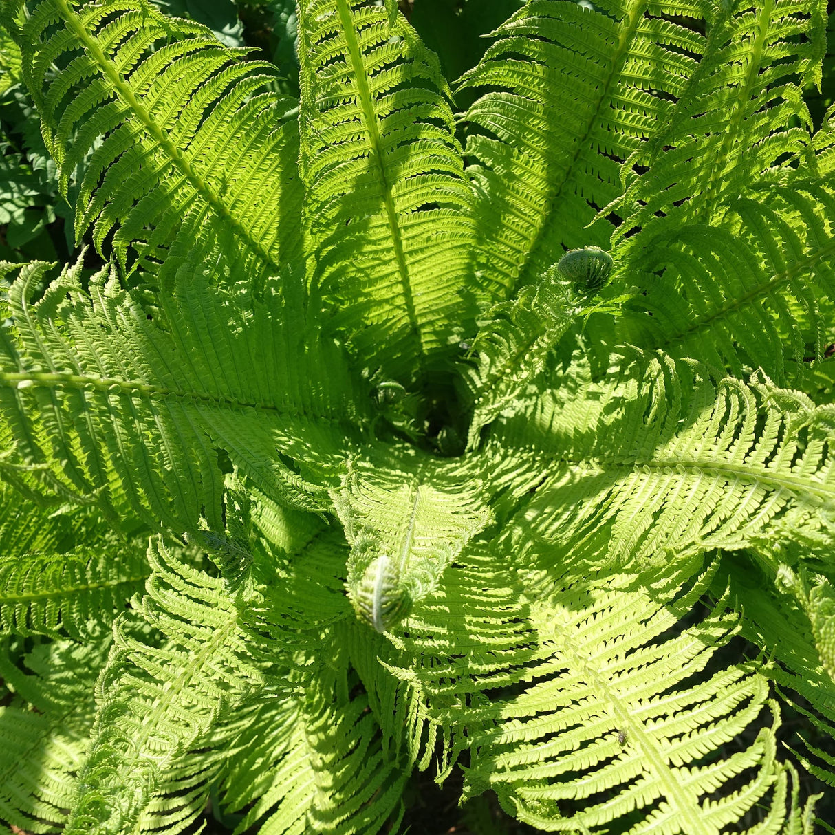Overhead view of the ostrich fern plant.