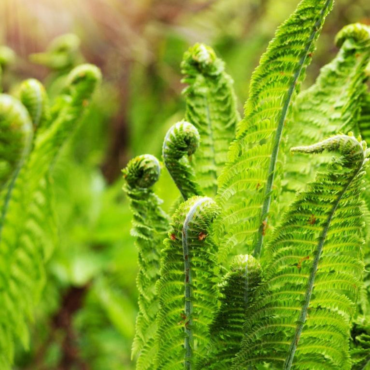 Interesting growth form of the ostrich fern plant with closeup of the textured foliage.