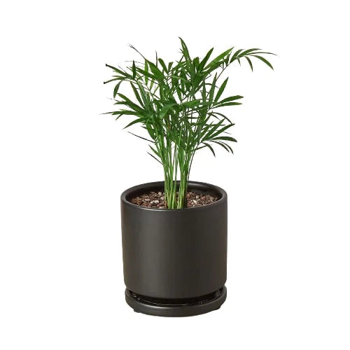parlor palm tree in black cylinder pot on white background