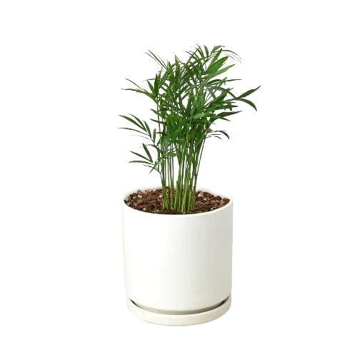 parlor palm tree in white cylinder pot on white background
