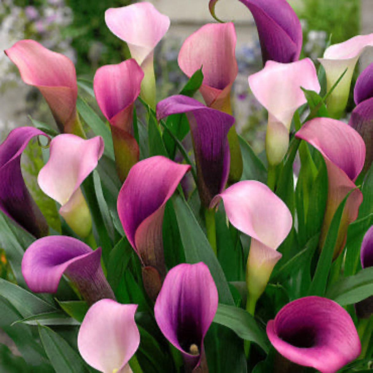 Deep purple Pasja Calla Lilies with smooth, trumpet-shaped blooms and glossy green, lance-shaped leaves.
