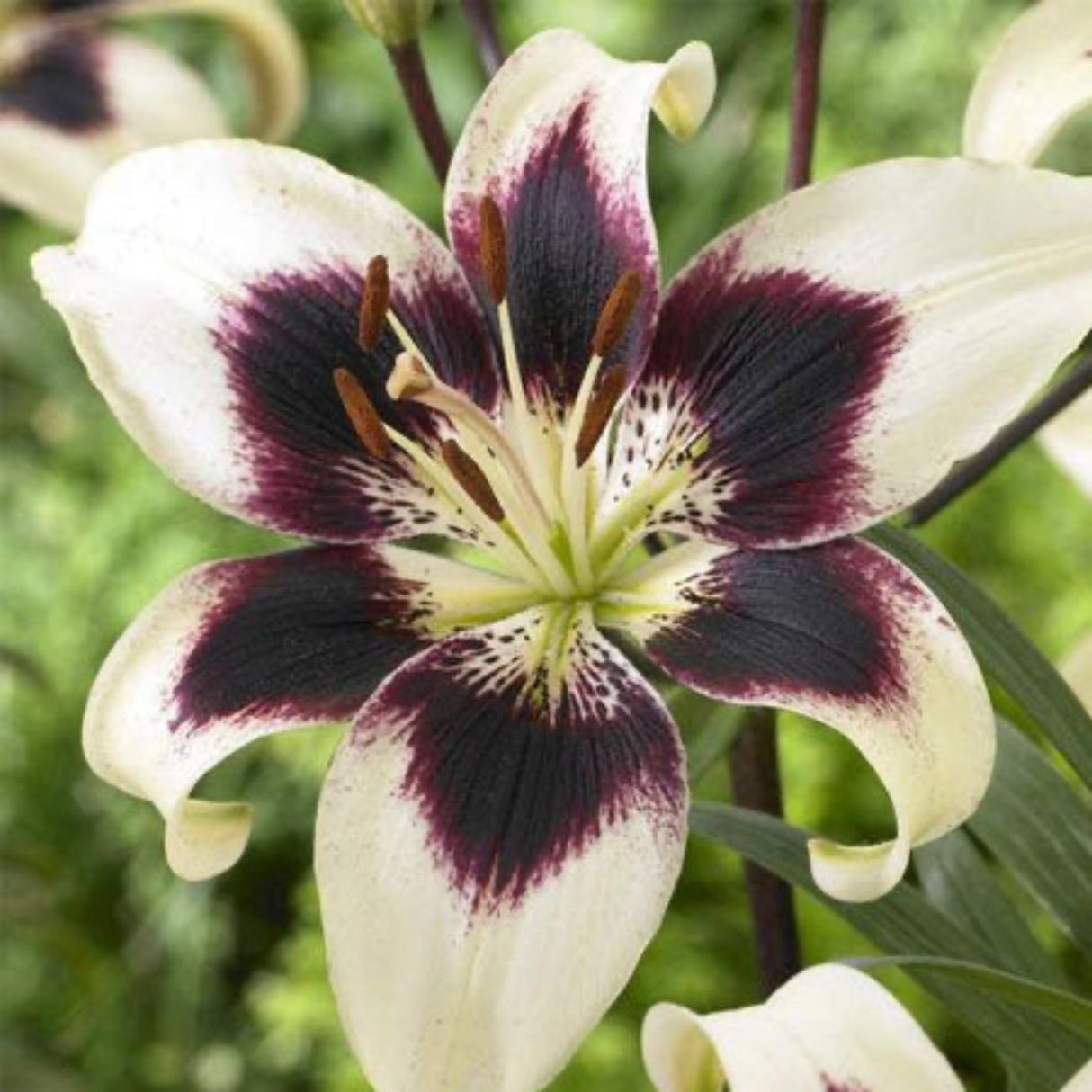 Patricia's Pride Asiatic Lily Flower in full bloom with a green blurred background behind.