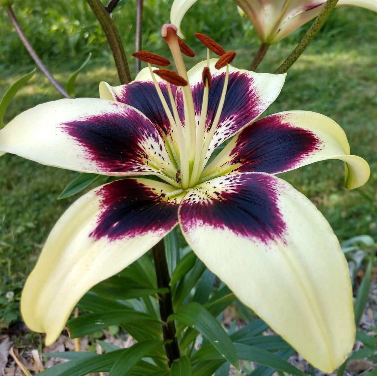 Patricia's Pride Asiatic Lily Flower in full bloom in a grassy yard.
