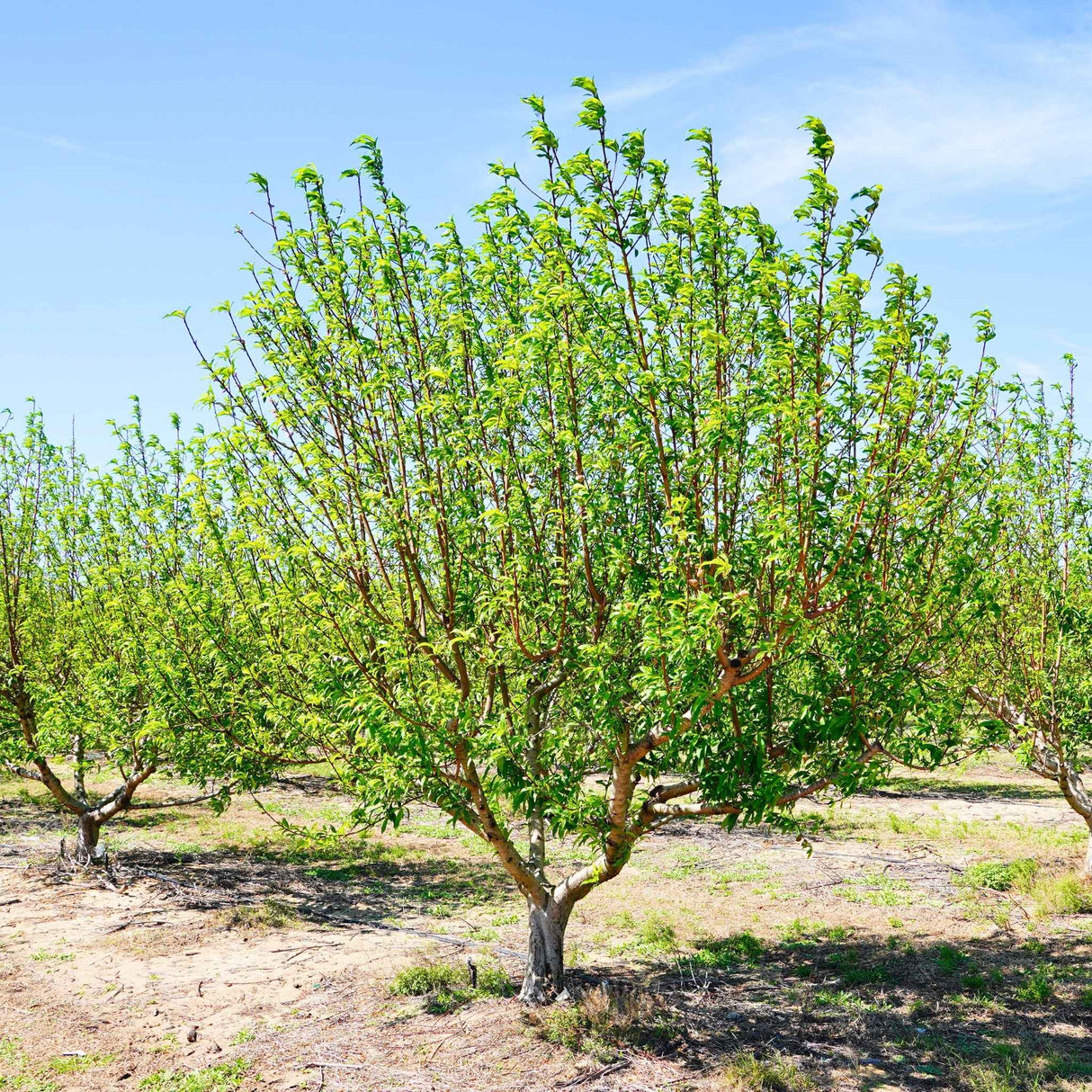 Mature Frost Peach tree standing alone in a dry, sunny orchard.