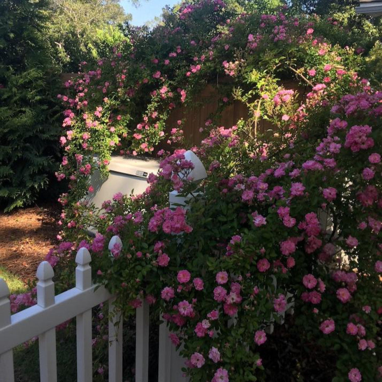 Peggy Martin Climbing Rose growing along 2 fences, adding beautiful color and texture to the yard.