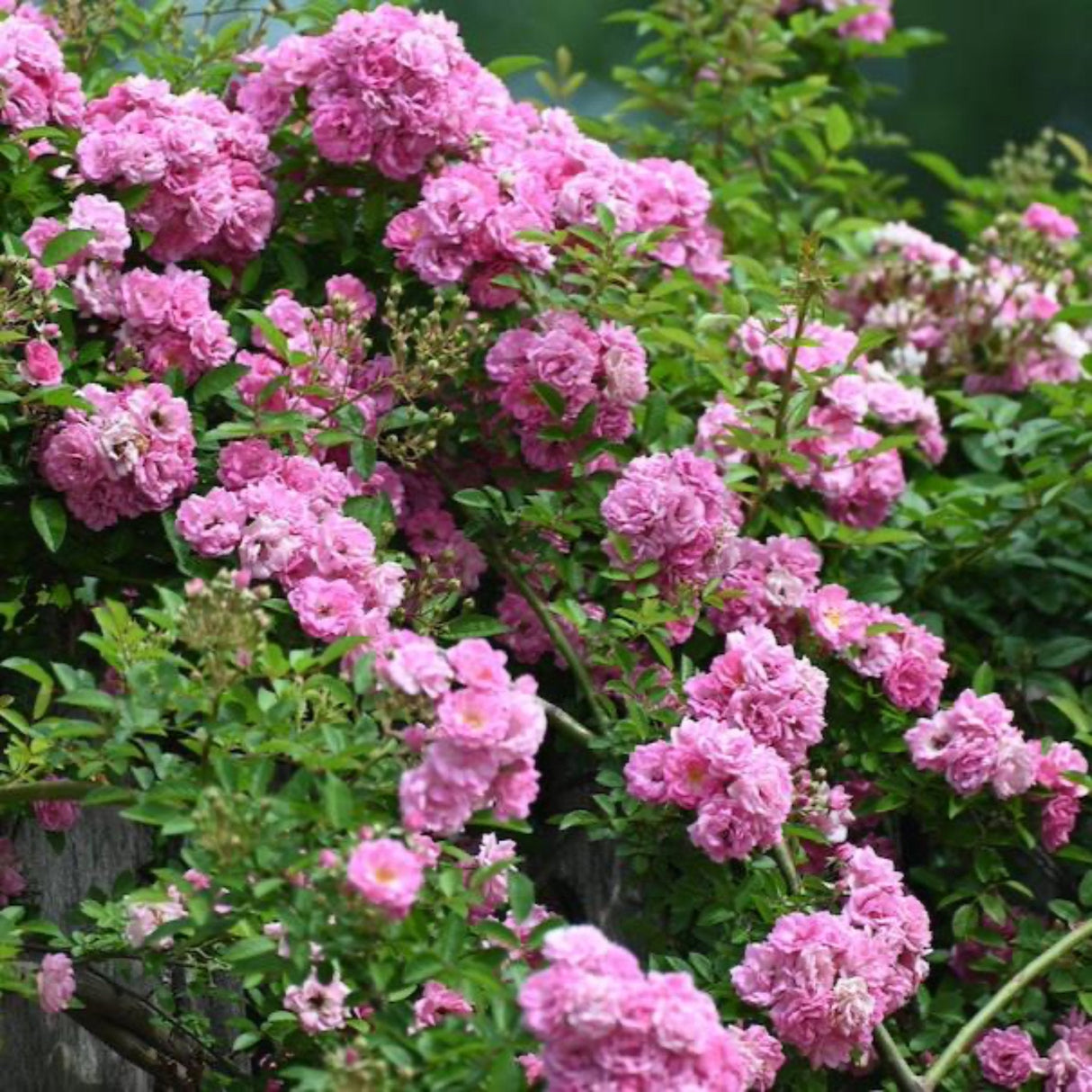 Peggy Martin Climbing Rose plant full of vibrant pink blooms growing along a retaining wall.