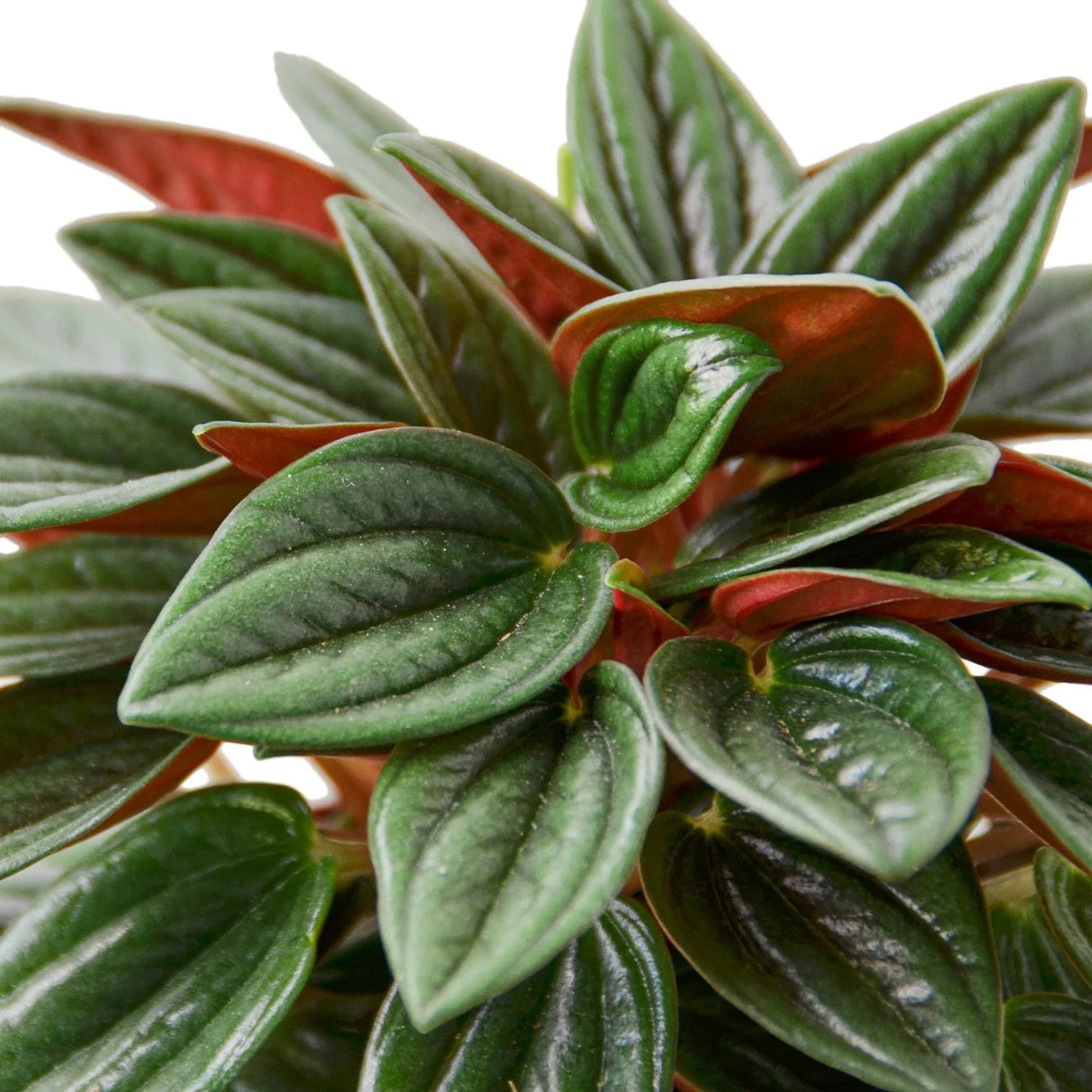 Peperomia Rosso Houseplant Foliage on white background