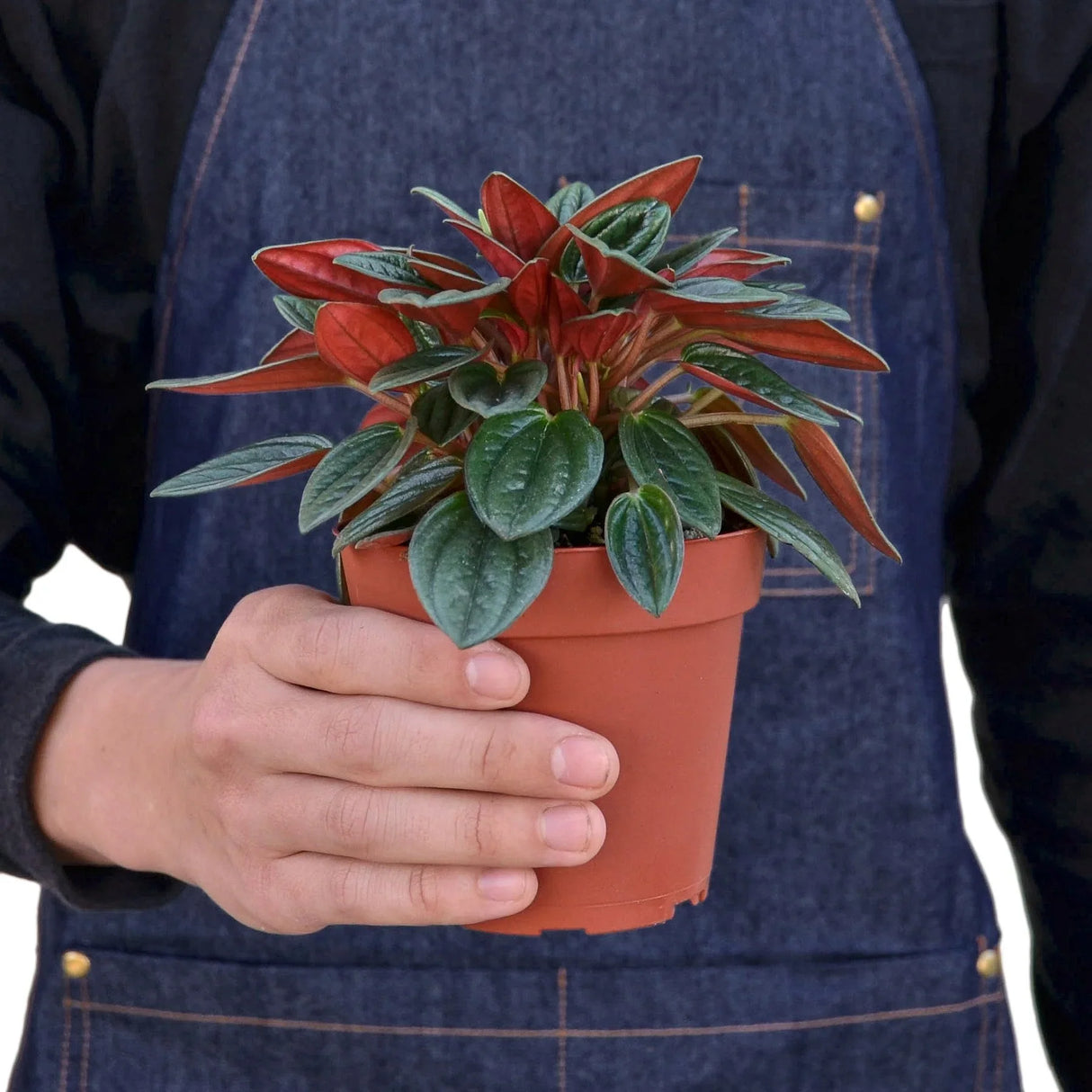 Peperomia Rosso Houseplant in a 4 inch nursery planter being held by a person in a blue apron