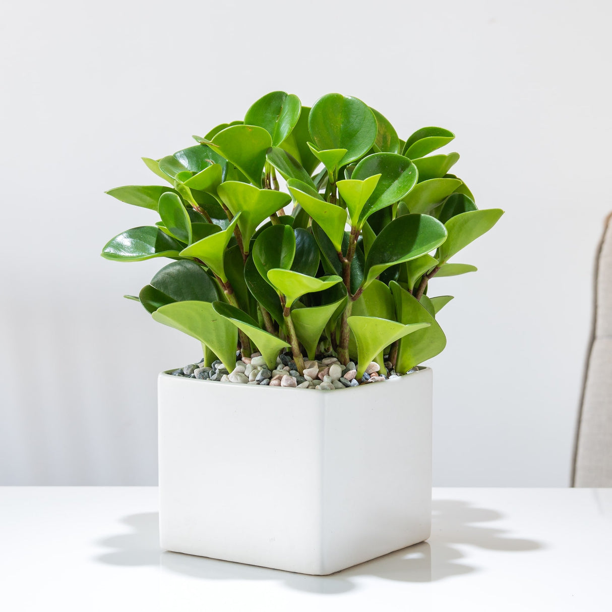 Peperomia Thailand (Baby Rubber Plant) in a white box shaped planter with rocks.