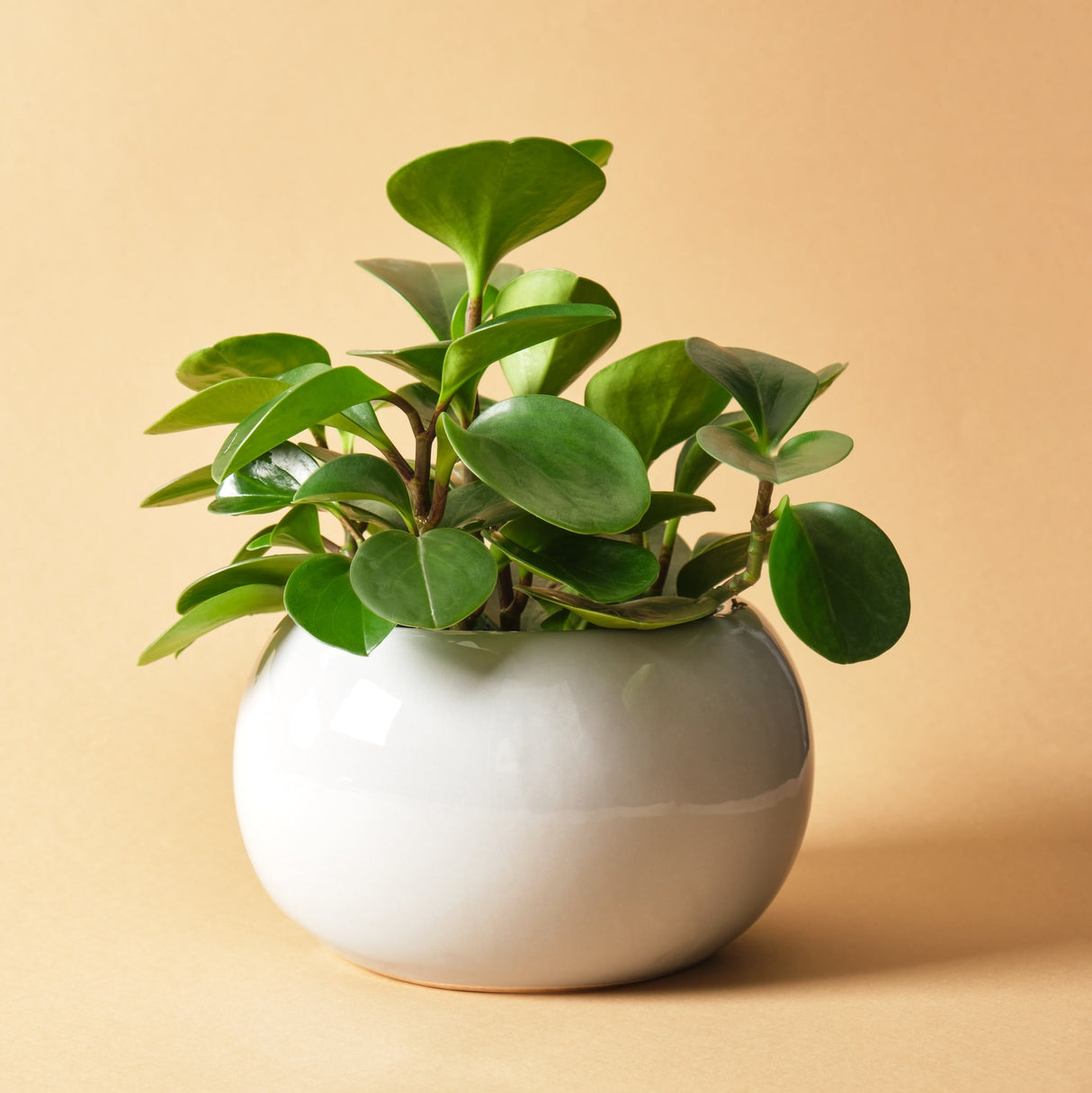 Peperomia Thailand (Baby Rubber Plant) in white porcelain planter on peach background.