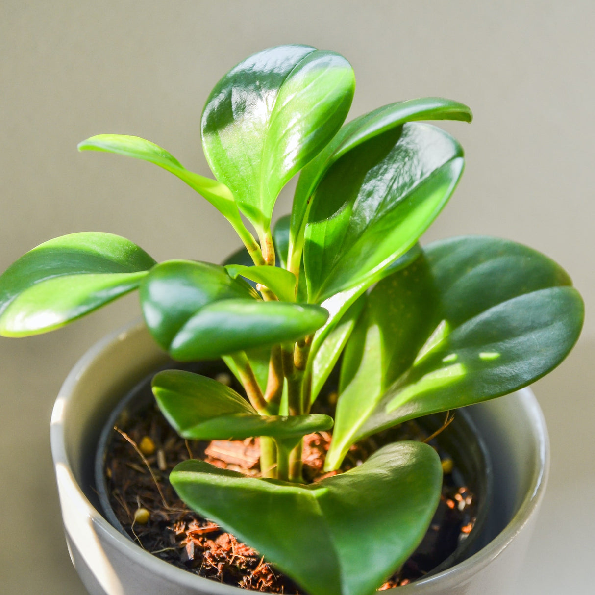 Peperomia Thailand, commonly known as the Baby Rubber Plant, close up on a young plant with new growth. The leaves are green, thick and glossy in appearance.
