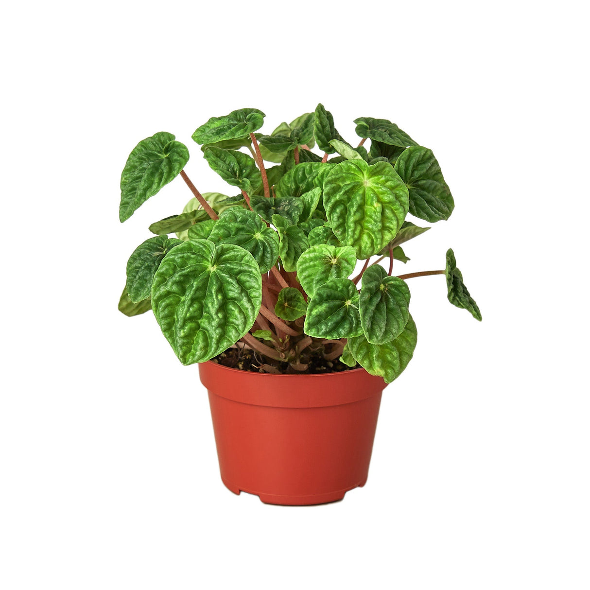 Peperomia caperata ripple houseplant in 4 inch nursery planter on white background