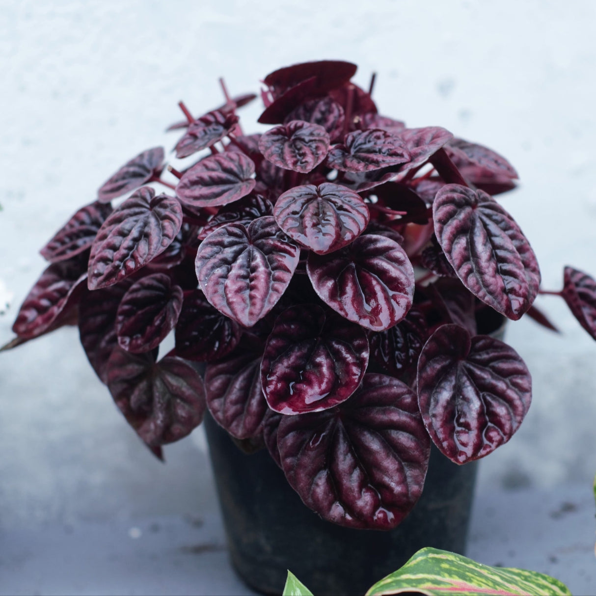 Peperomia 'Ripple Red'