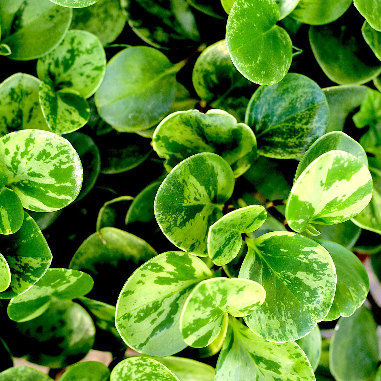 Peperomia 'Marble' Baby Rubber Plant
