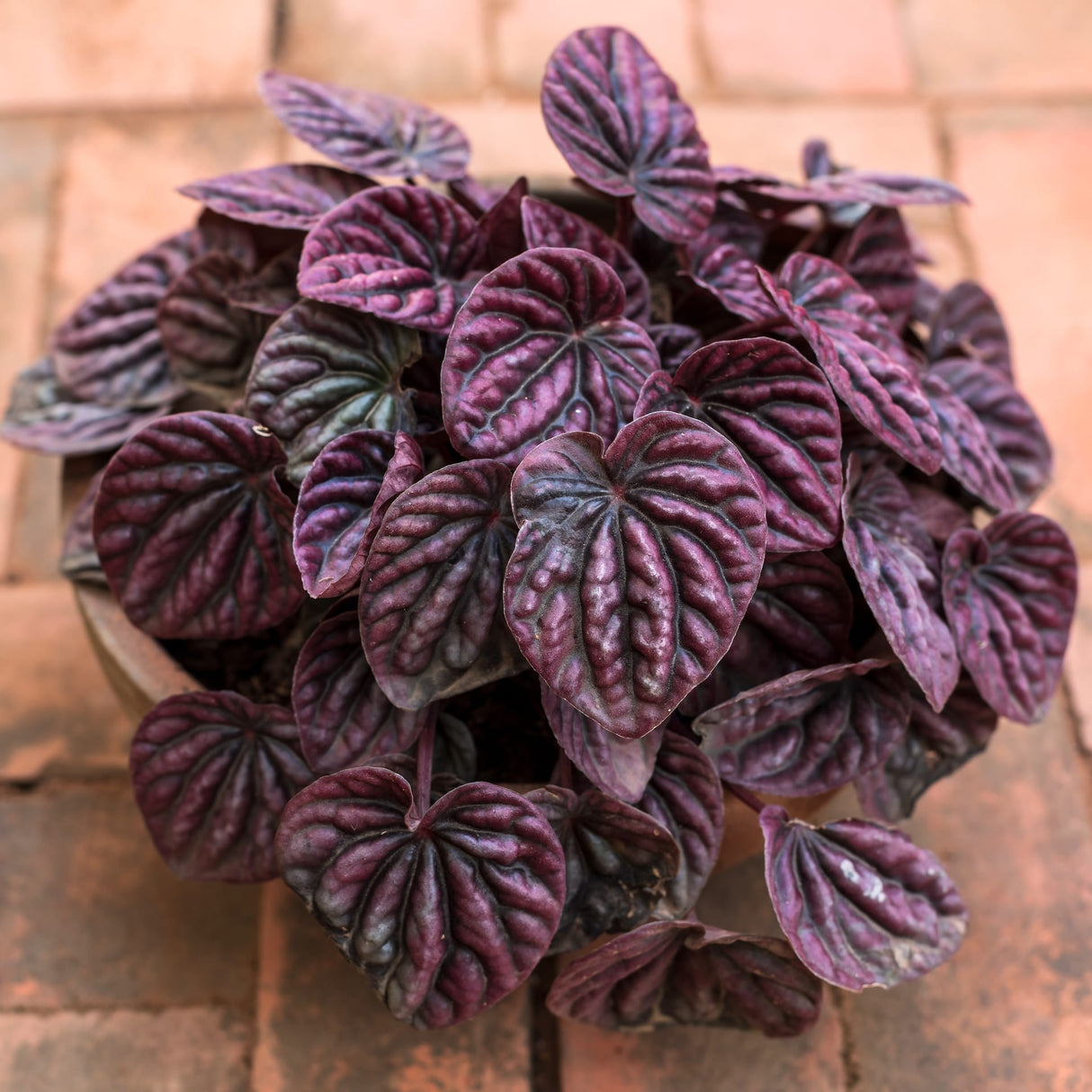 Peperomia 'Ripple Red'