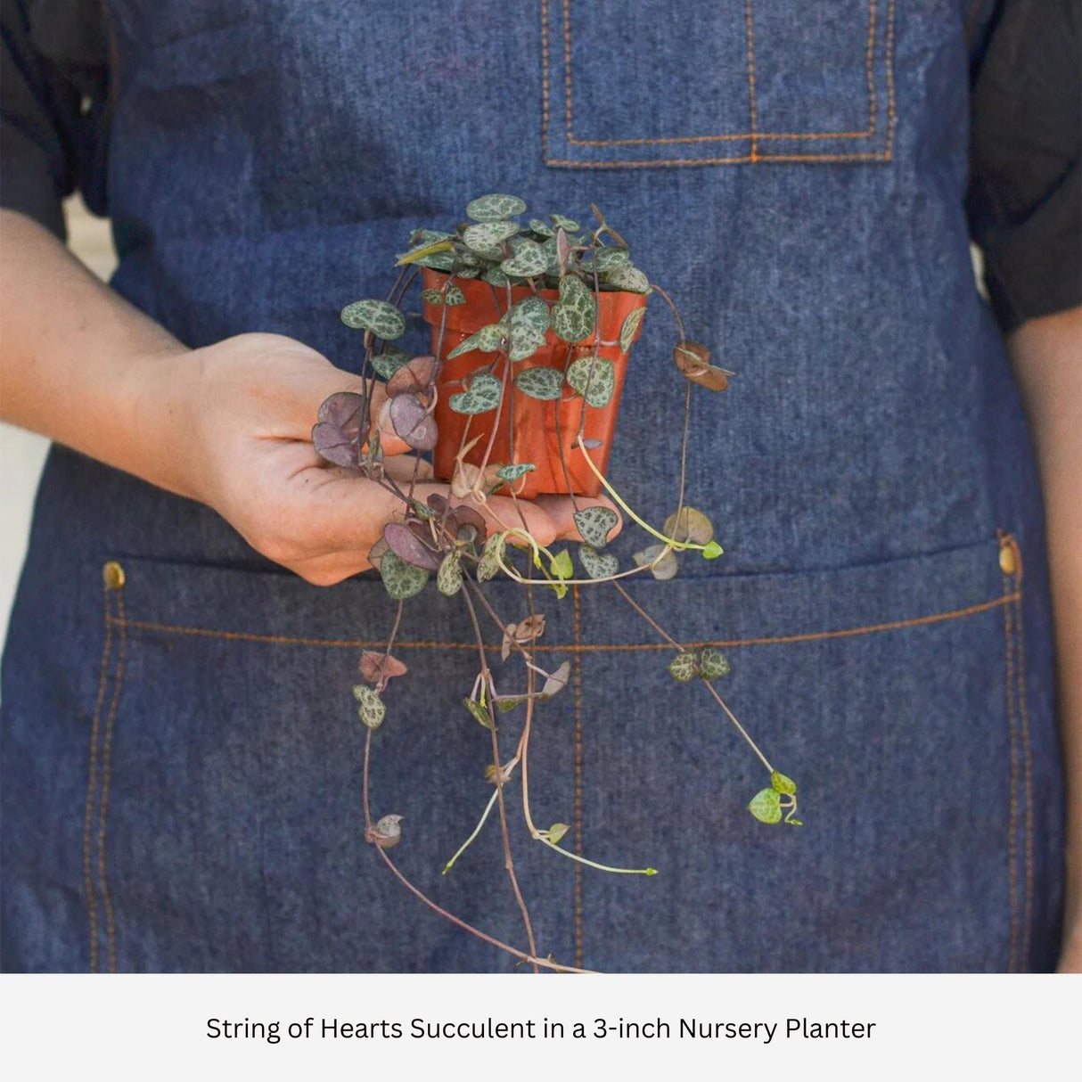 Person holding a String of Hearts plant in a terracotta pot against a denim apron.