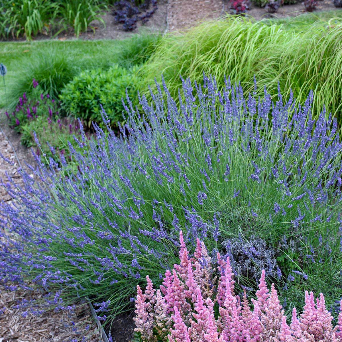 Phenomenal™ Lavender Plant - NationwidePlants.com