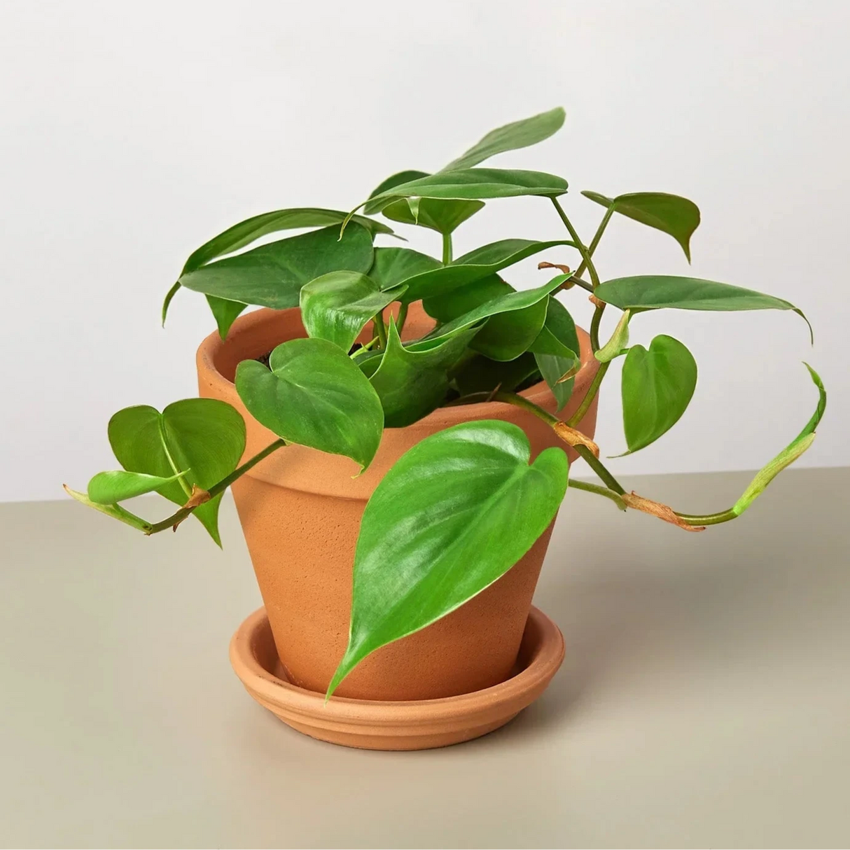 philodendron cordatum heartleaf houseplant in terra cotta planter