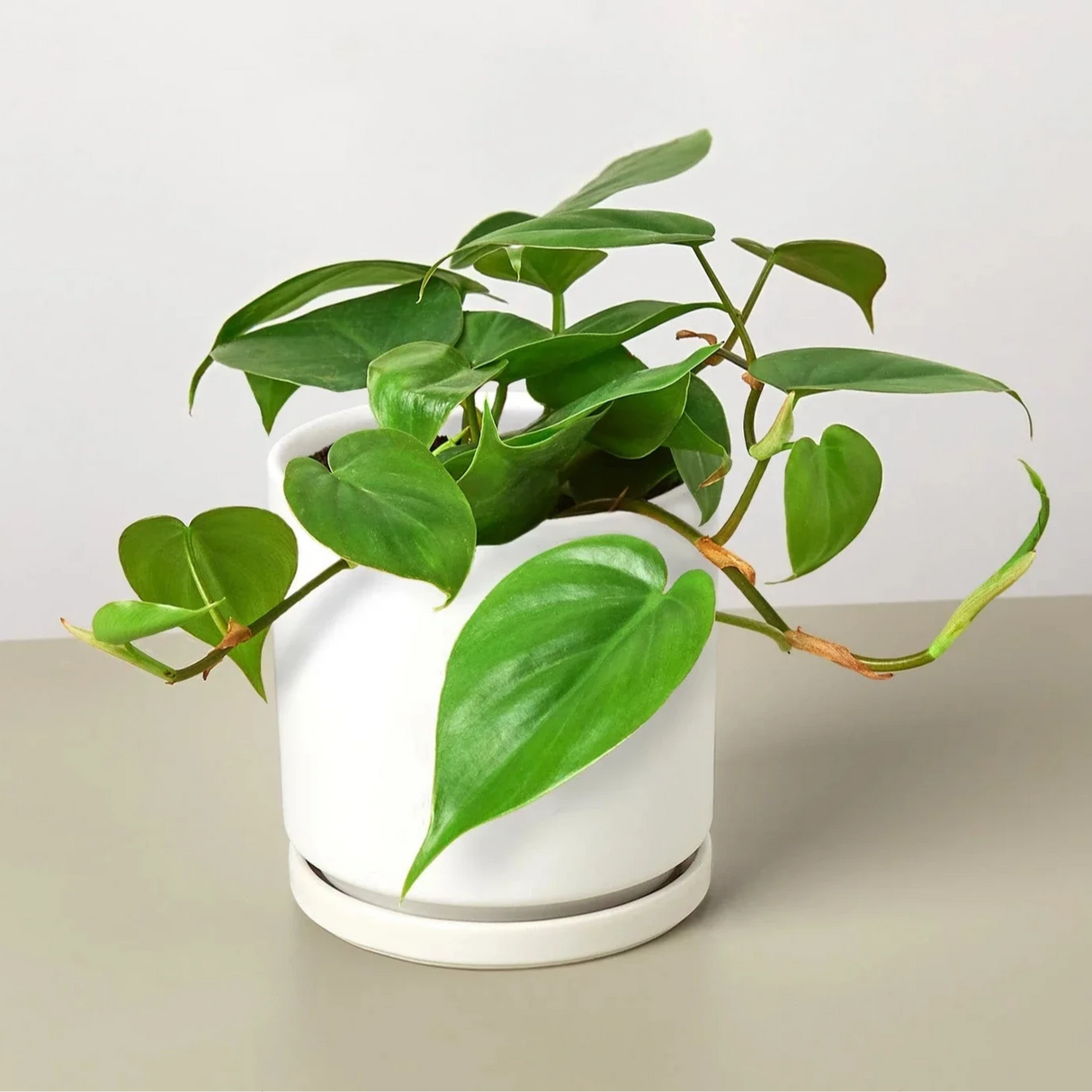 philodendron cordatum heartleaf houseplant in white cylinder planter