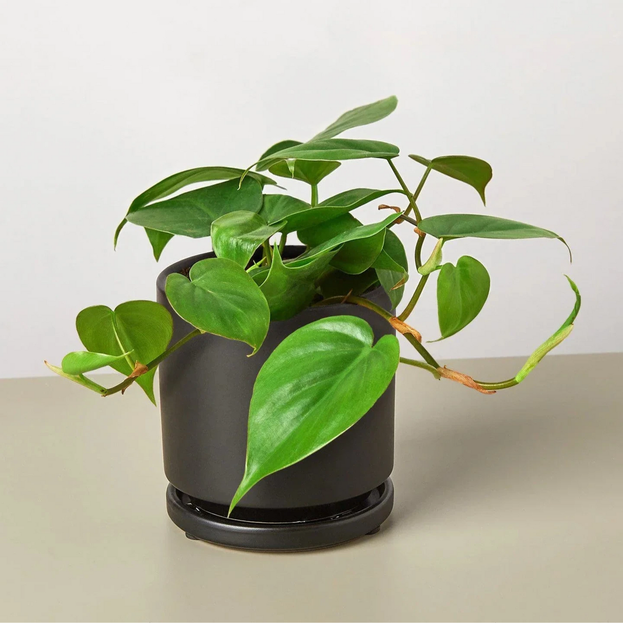 philodendron cordatum heartleaf houseplant in black cylinder planter on counter