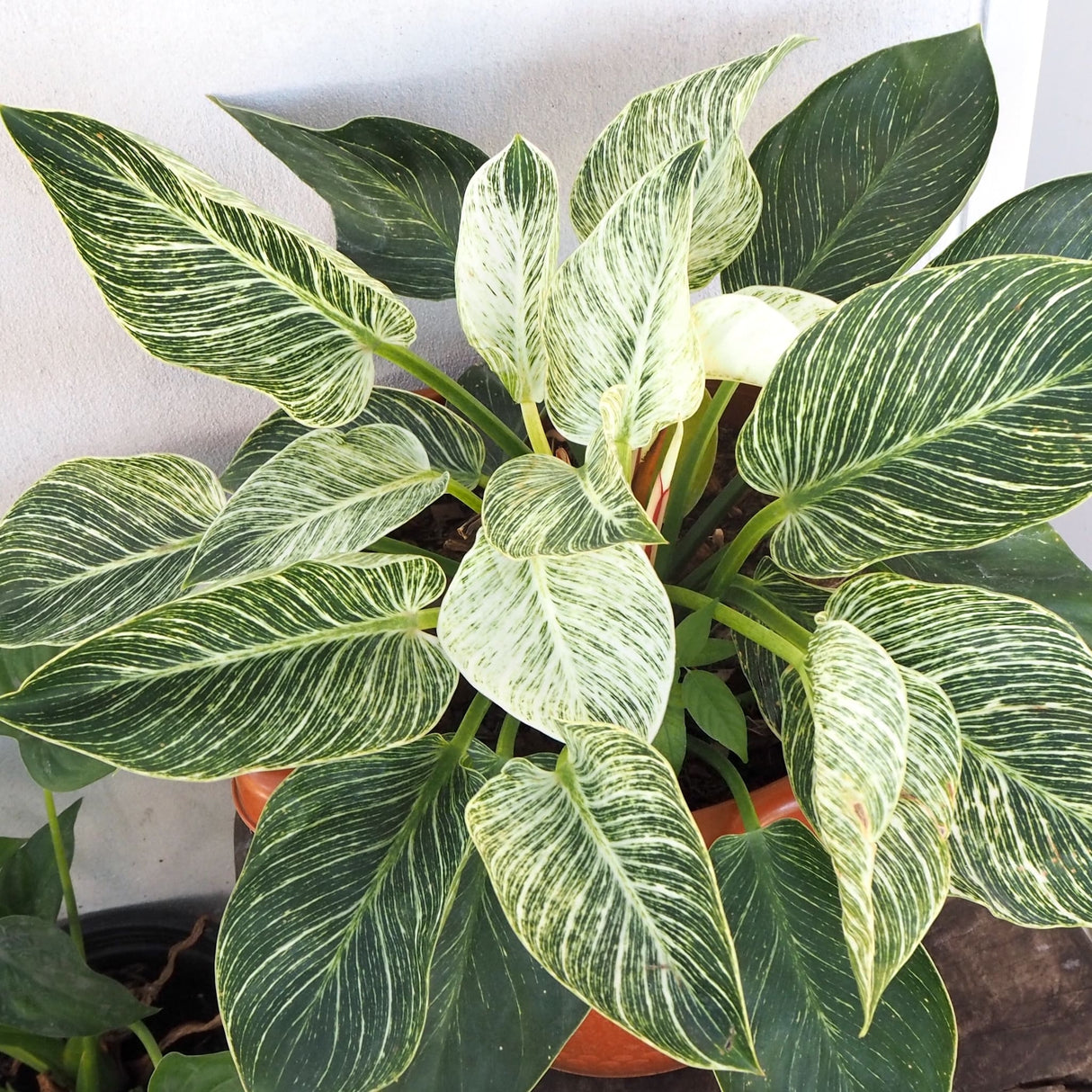 Philodendron ‘Birkin’ Houseplant in a reddish orange plastic pot against a wall on a wooden table