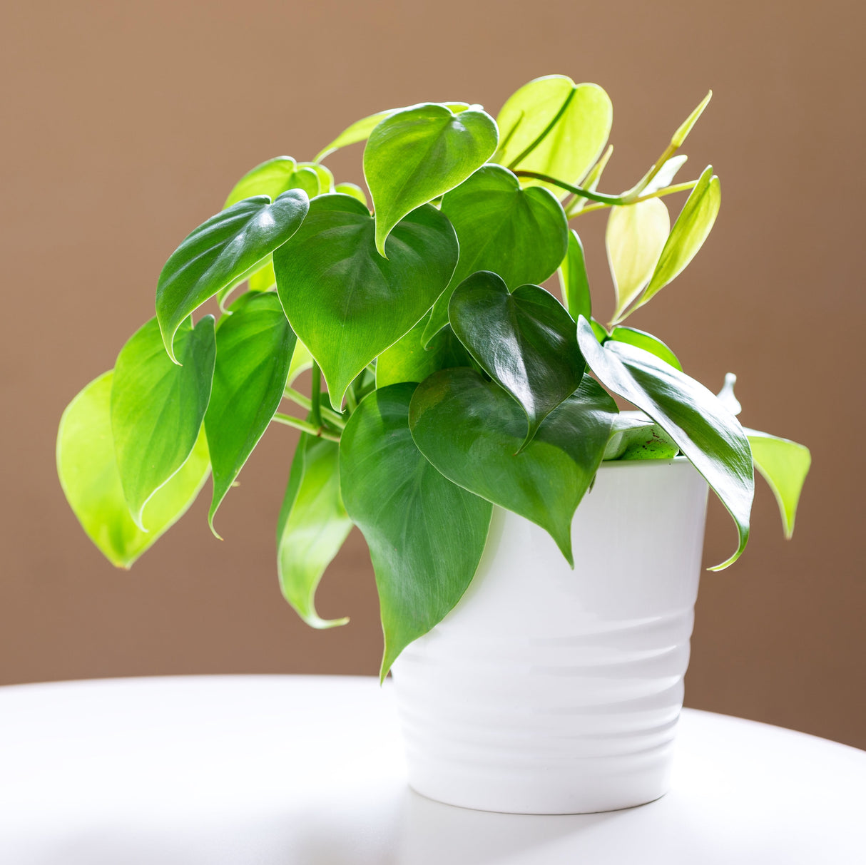 Philodendron Cordatum Heartleaf