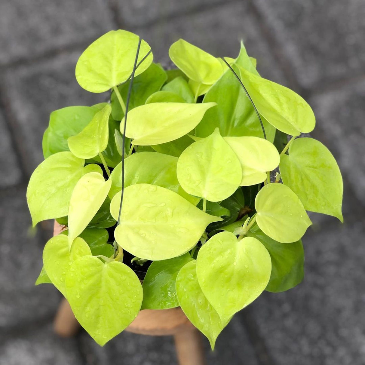Neon Philodendron houseplant with bright green foliage and beautiful heart shaped foliage