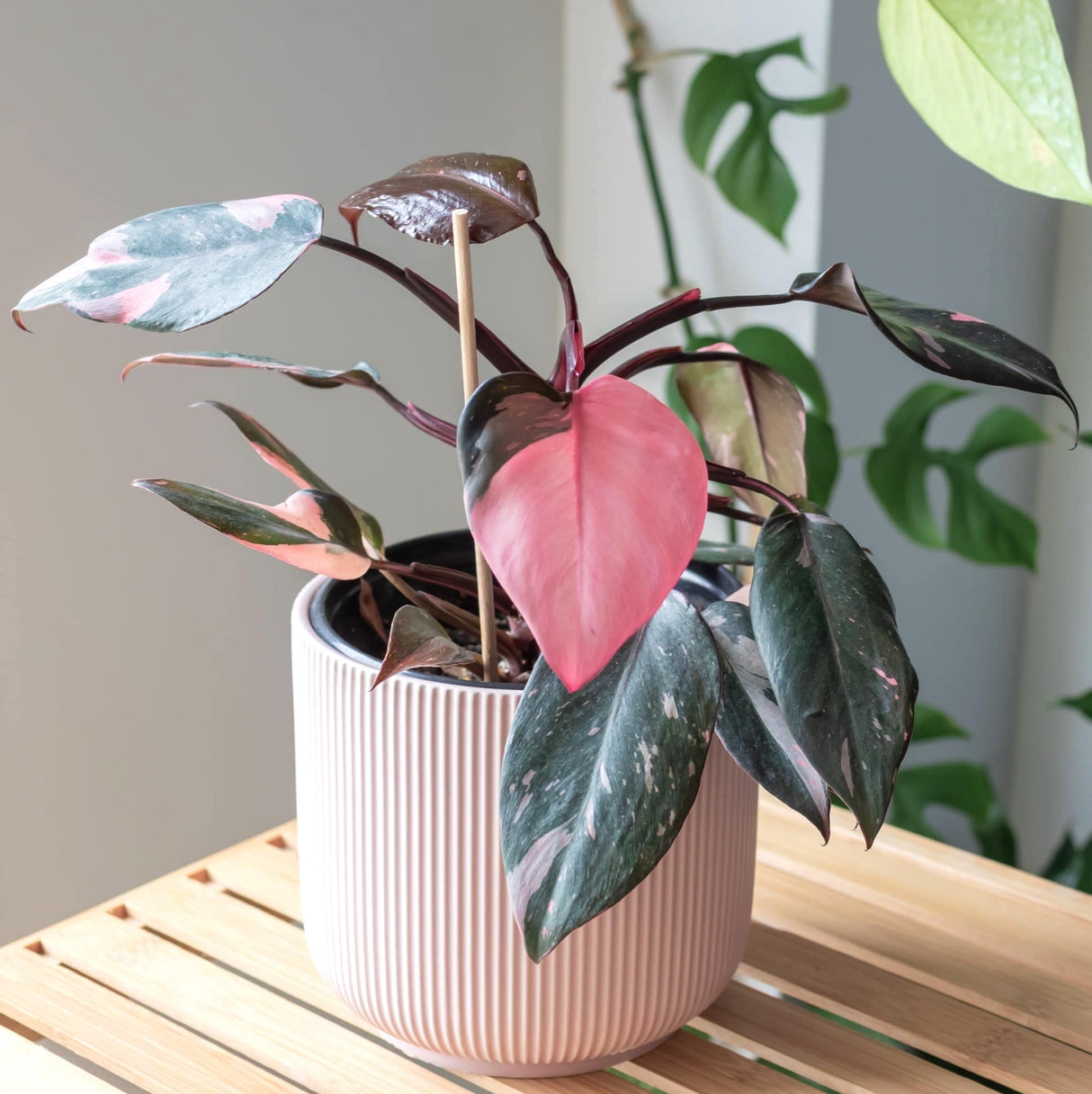 Pink princess philodendron houseplant in a subtle pink planter displayed on a wooden table with other blurred houseplants in the background.