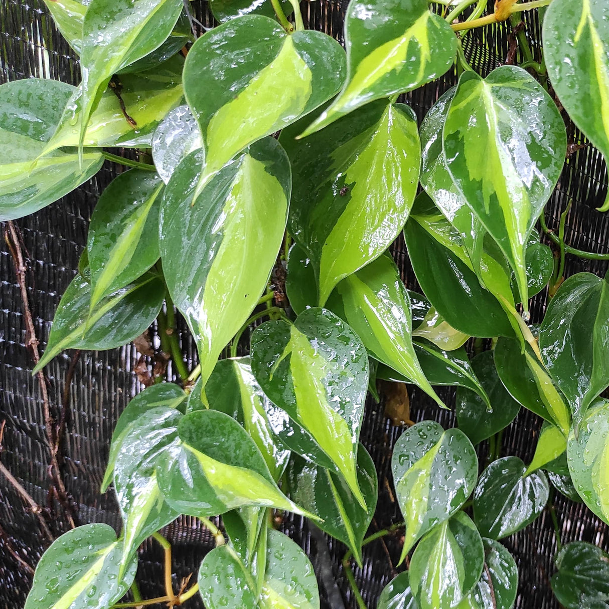 philodendron brasil houseplant with variegated foliage on woven black background after rain
