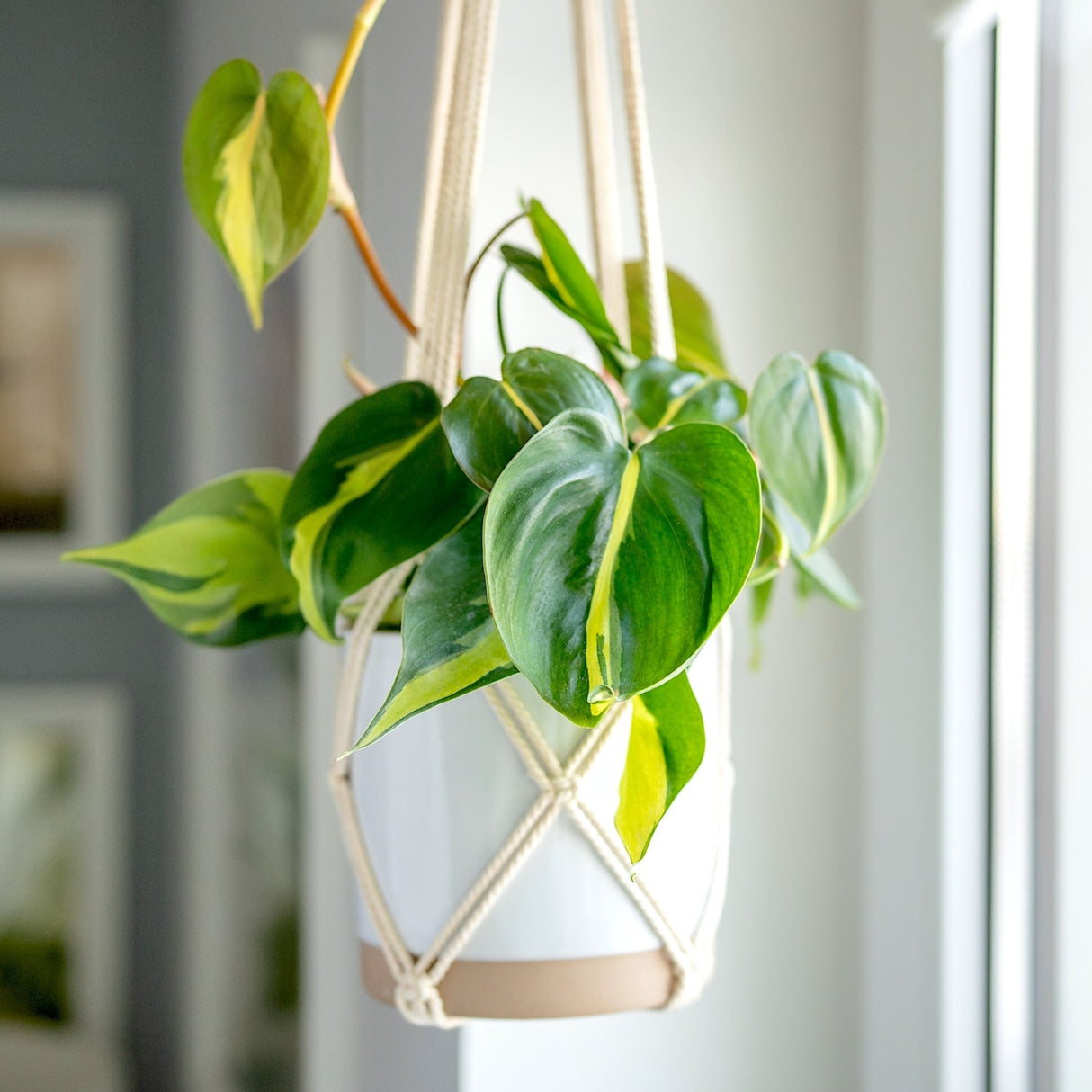 philodendron brasil houseplant with variegated foliage in hanging white and beige planter with blurred background
