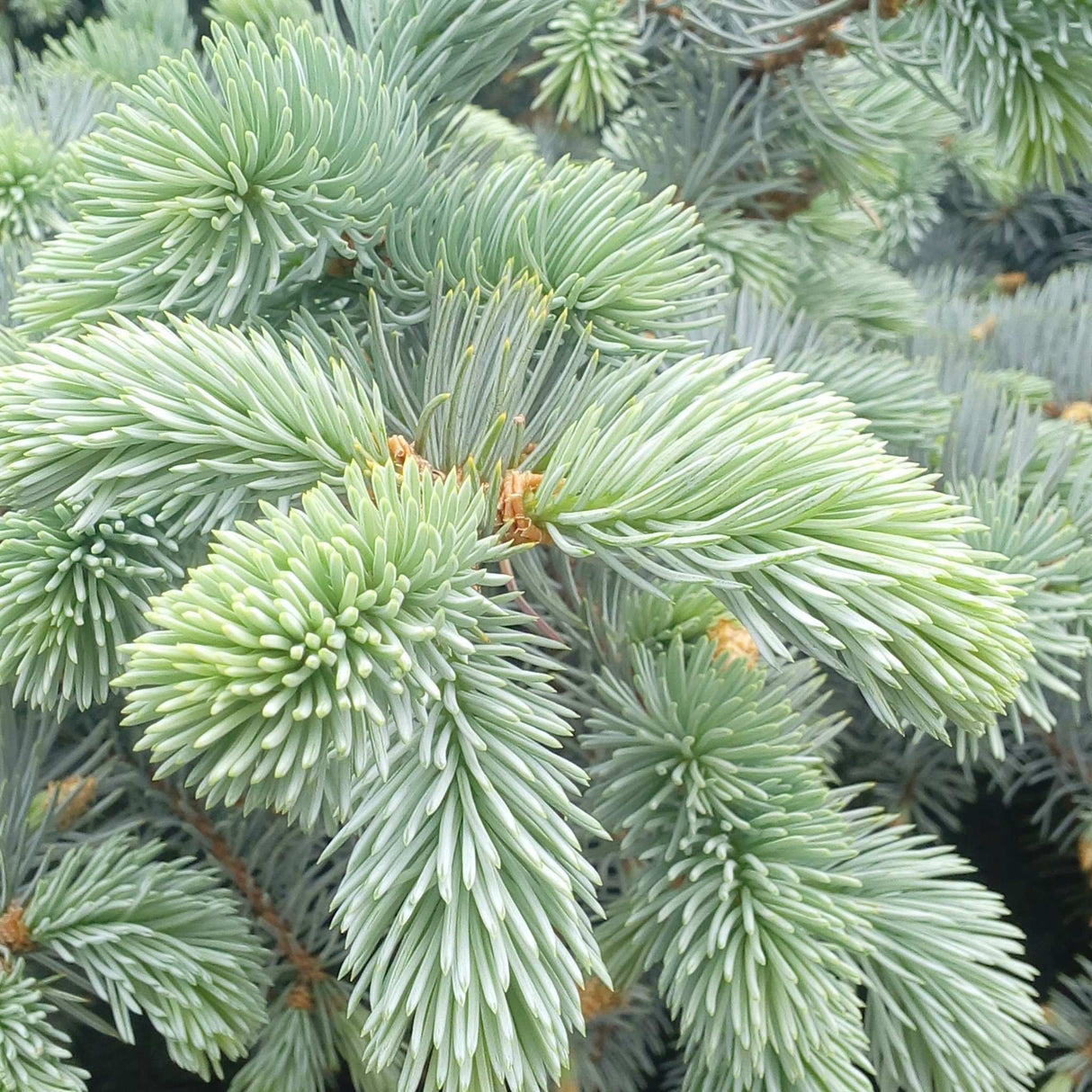 Bush's Lace Weeping Spruce Tree