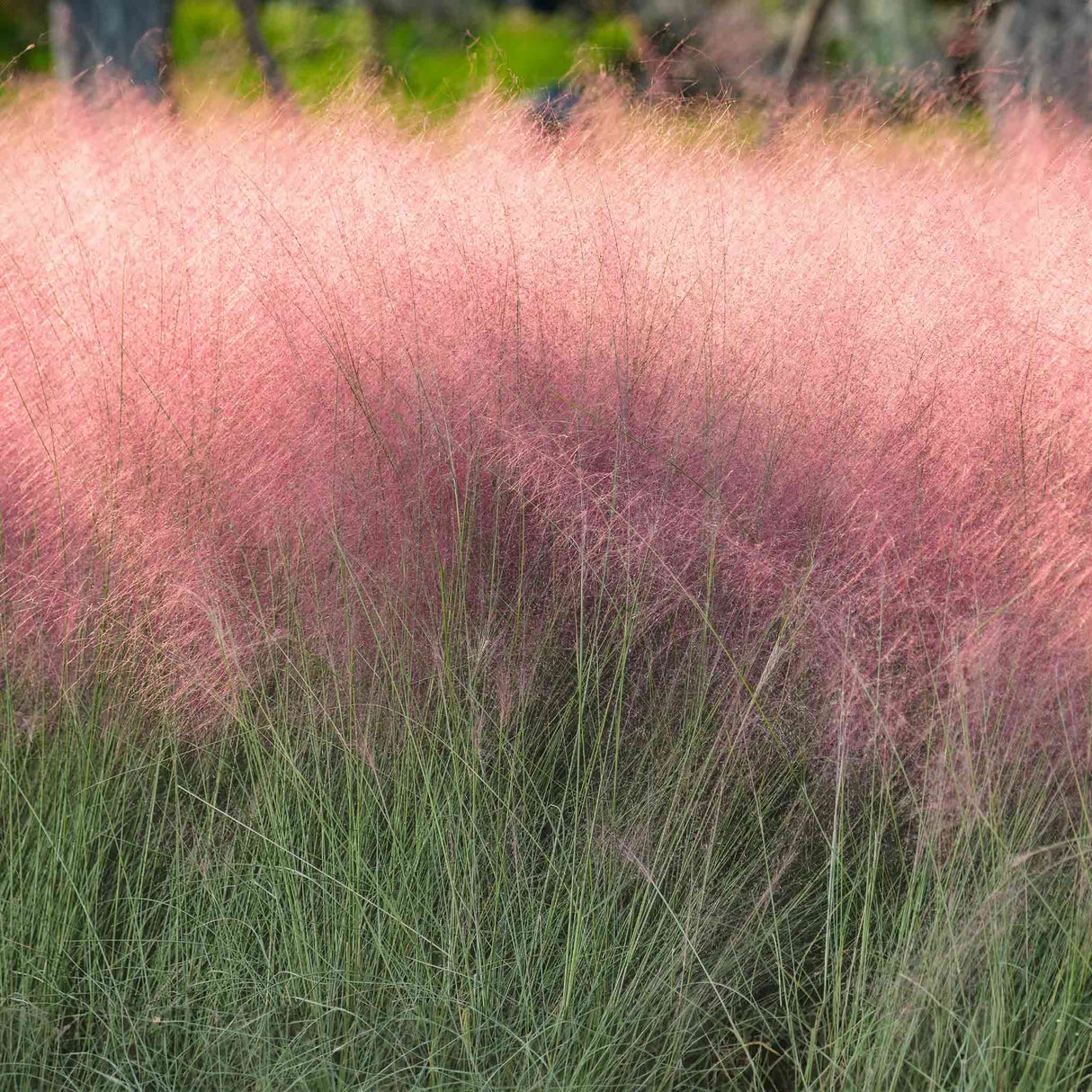 Pink Muhly Grass - NationwidePlants.com