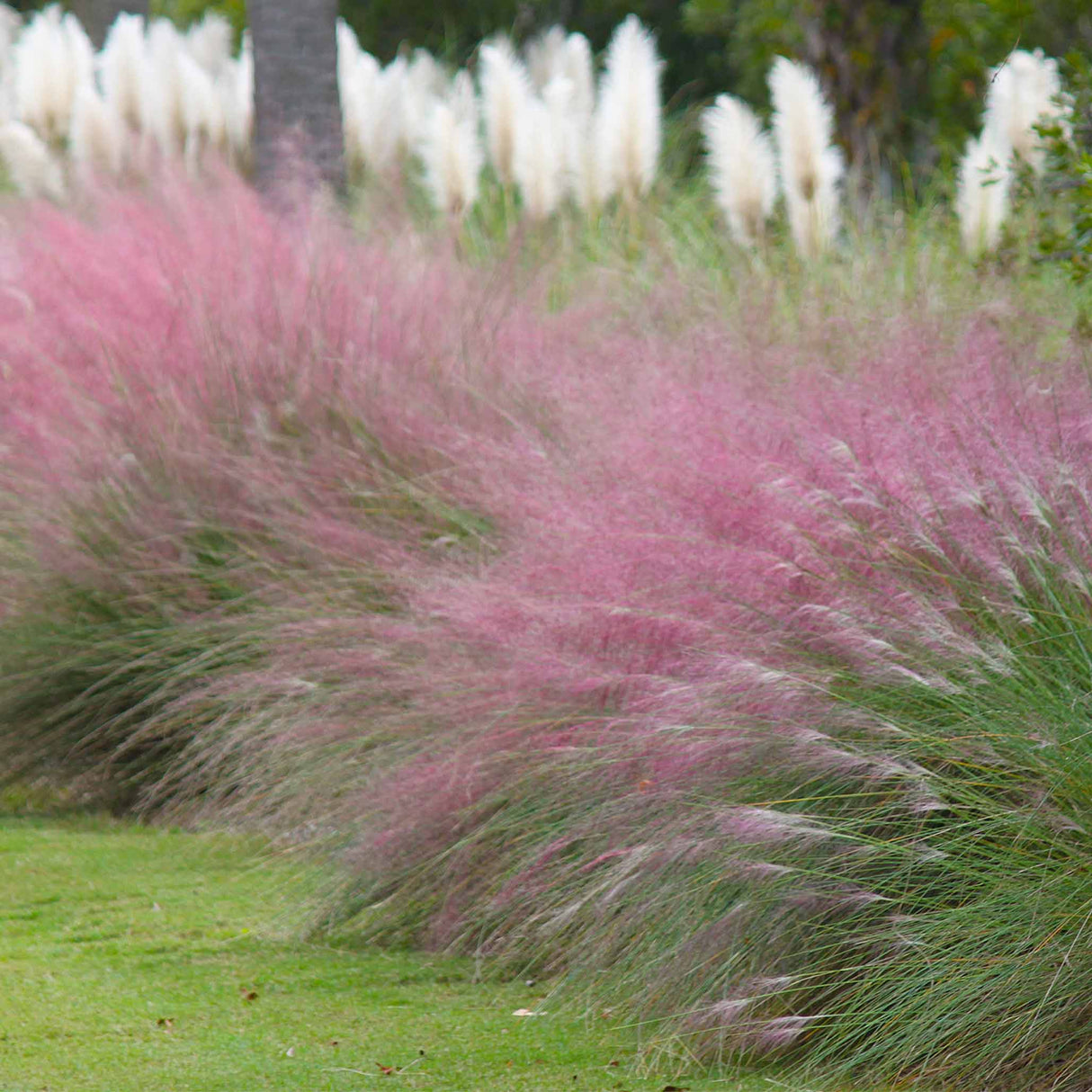 Pink Muhly Grass - NationwidePlants.com
