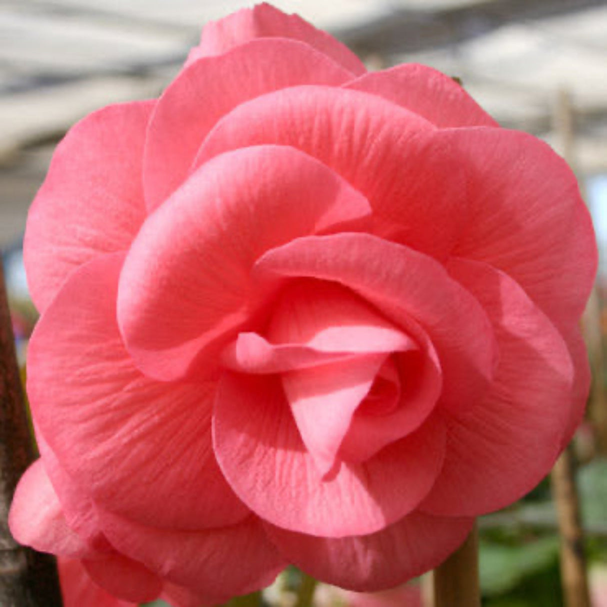 Close up of the Pink Double Begonia flower.
