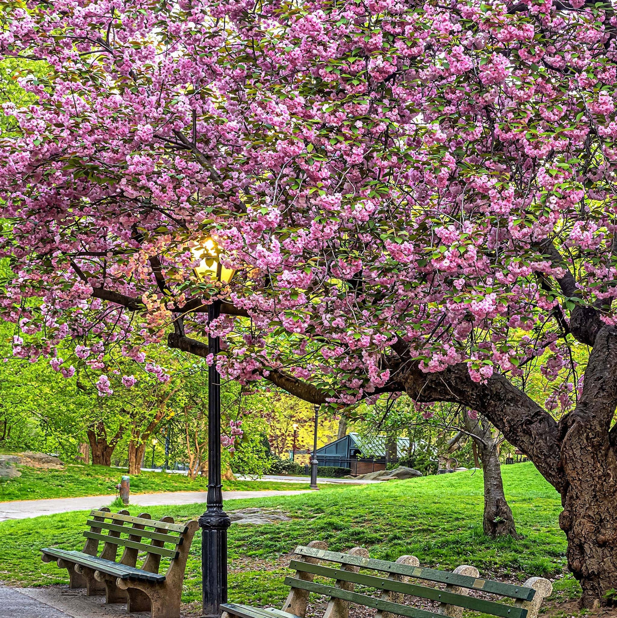 A beautifully blooming pink flowering Kwanzan cherry tree near a lamppost in Central Park, New York, with soft light illuminating the scene.