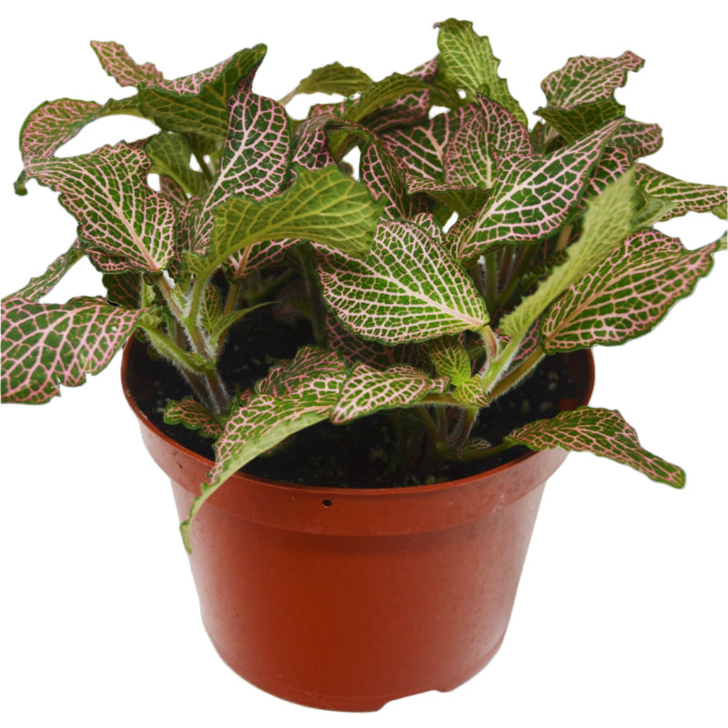 Pink Fittonia houseplant in nursery planter on white background