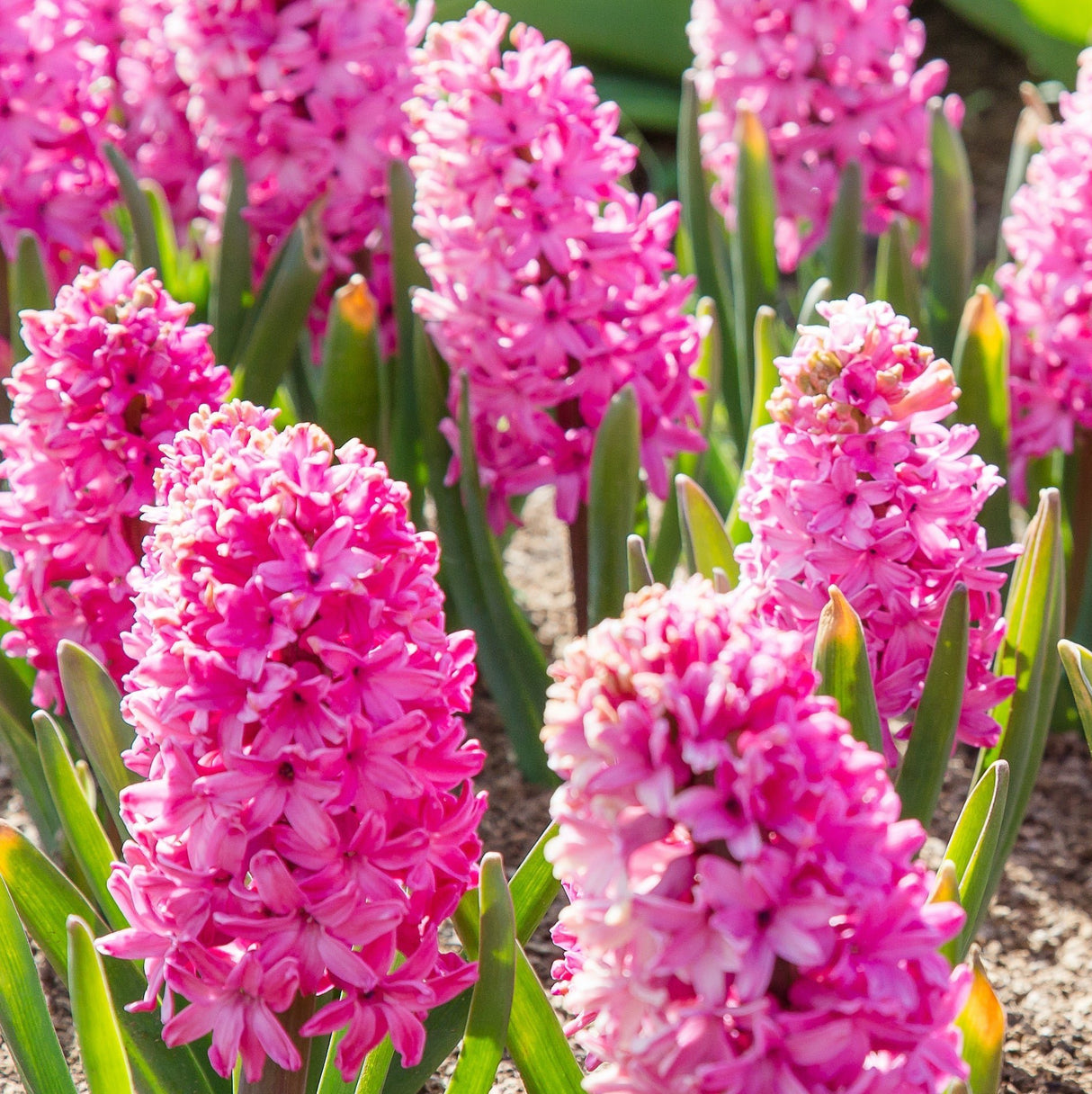 Pink Pearl Hyacinth Bulbs - NationwidePlants.com
