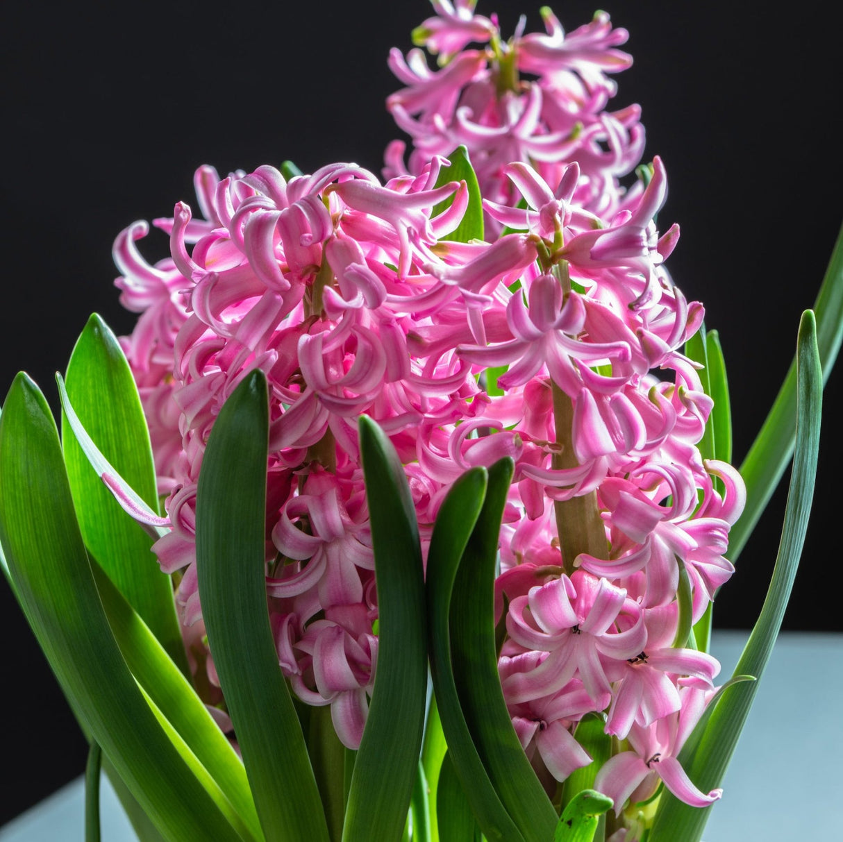 Pink Pearl Hyacinth Bulbs - NationwidePlants.com