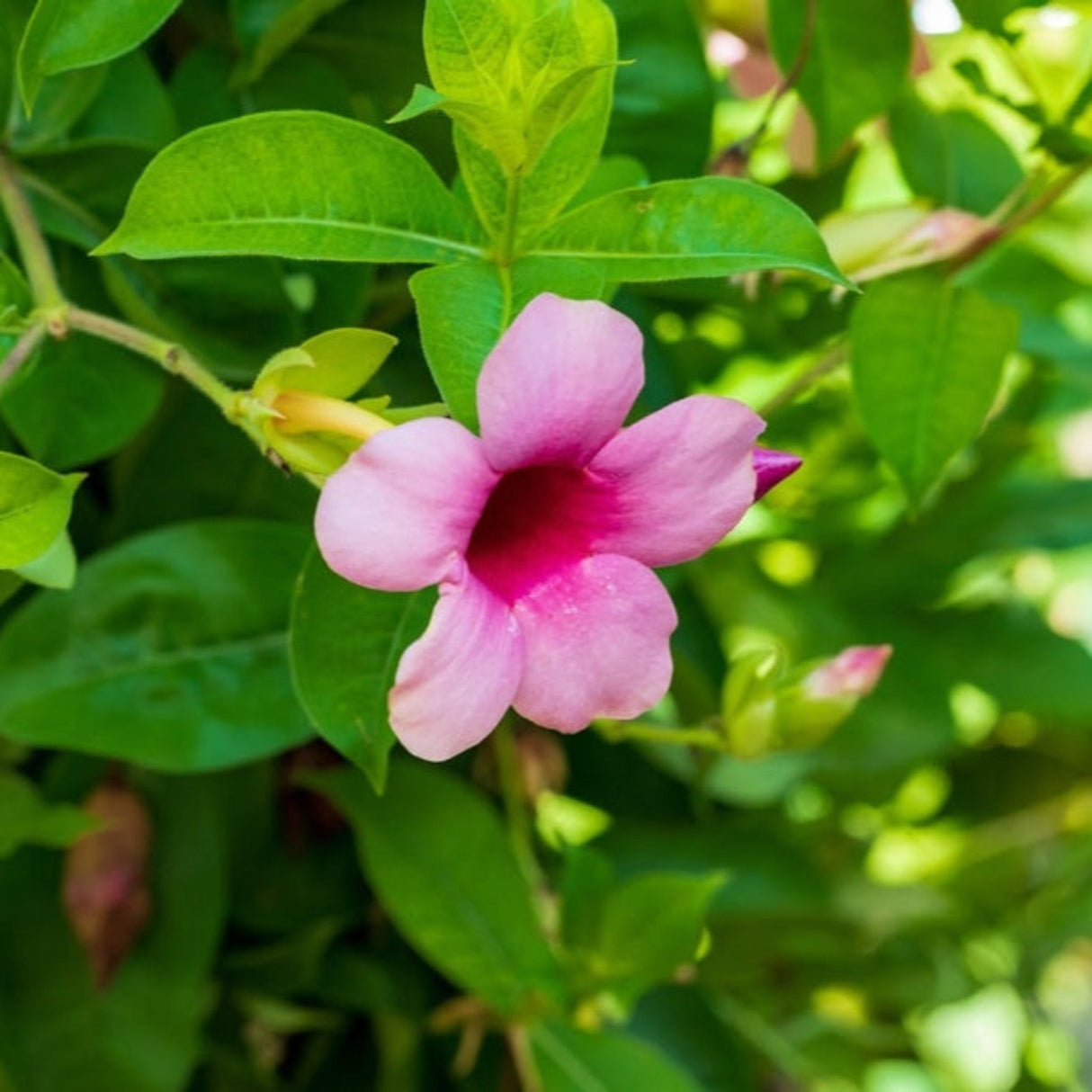 Single purple-pink Mandevilla flower emerging from leafy green background.