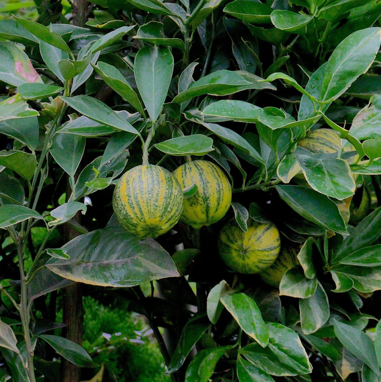 Pink Variegated Eureka Lemon Bush - NationwidePlants.com