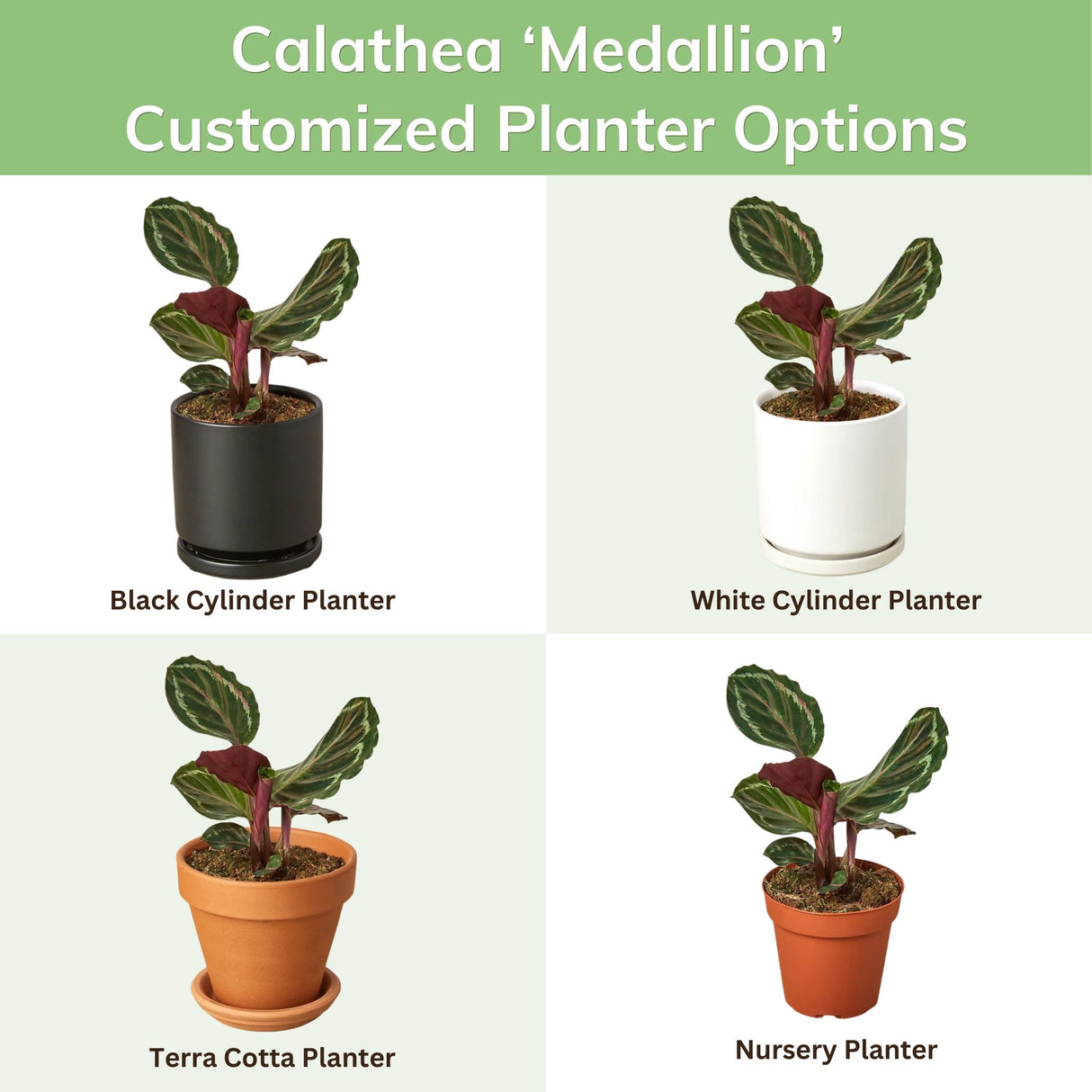 Various planter choices for Calathea 'Medallion,' including ceramic, plastic, and terra cotta styles.