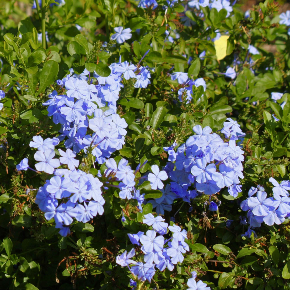 Royal Cape Blue Plumbago with lots of green foliage.
