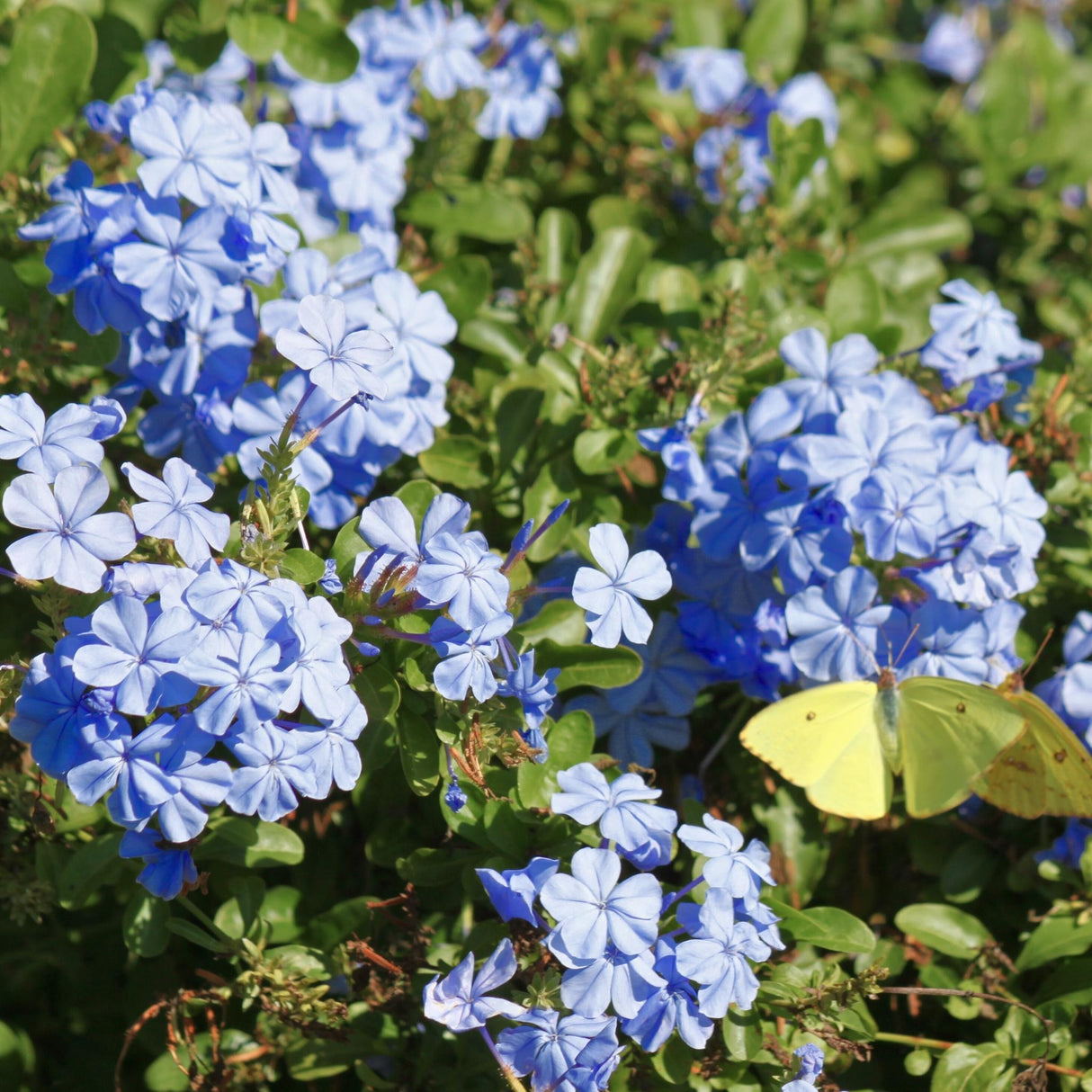Royal Cape Plumbago blooms with yellow butterfly