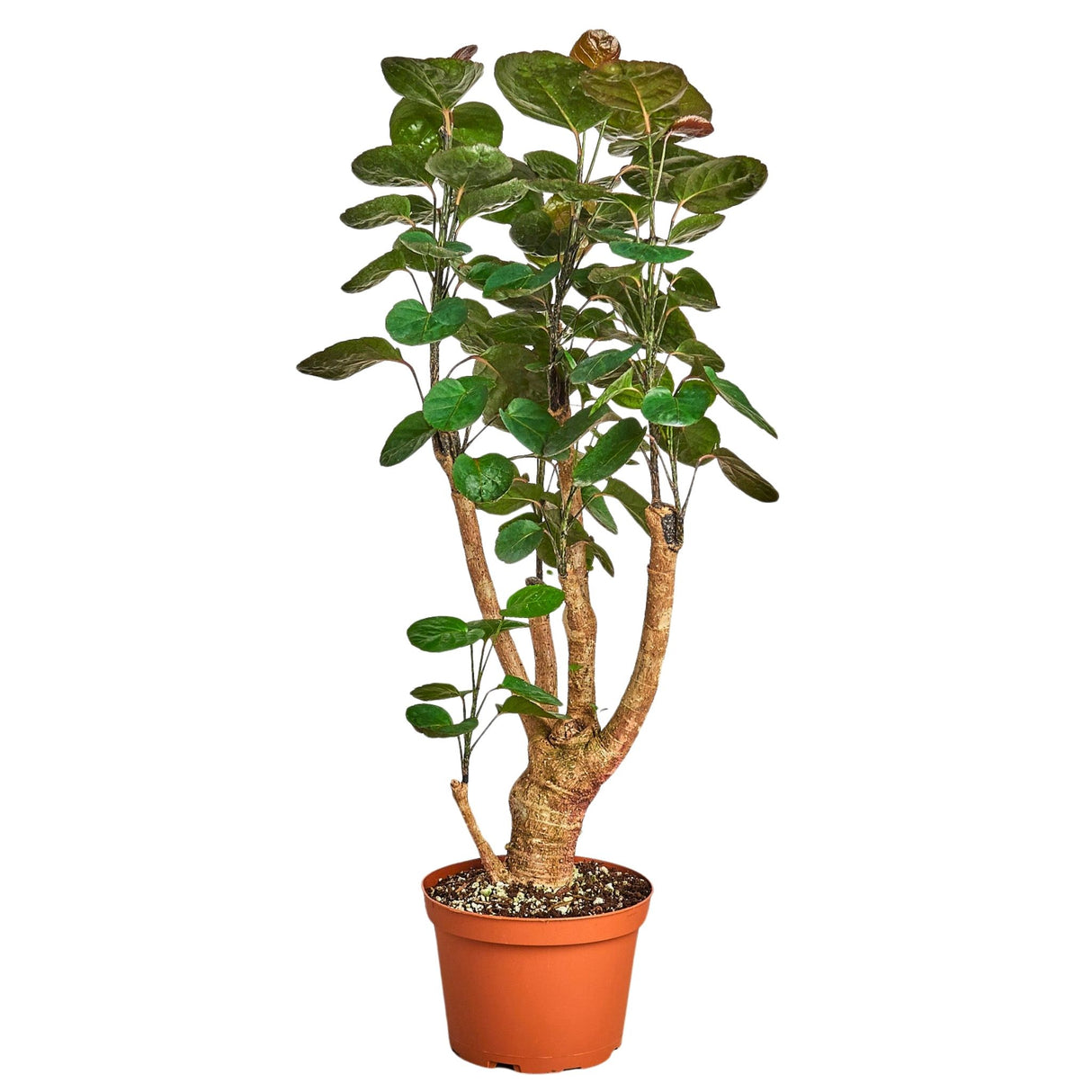 Aralia Fabian Stump in a terracotta pot with a braided trunk and lush green leaves.