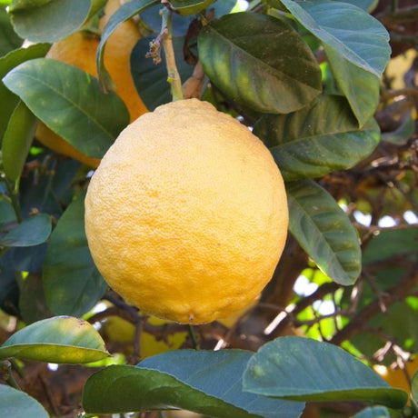 Ponderosa Lemon Tree - NationwidePlants.com