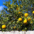Ponderosa Lemon Tree - NationwidePlants.com