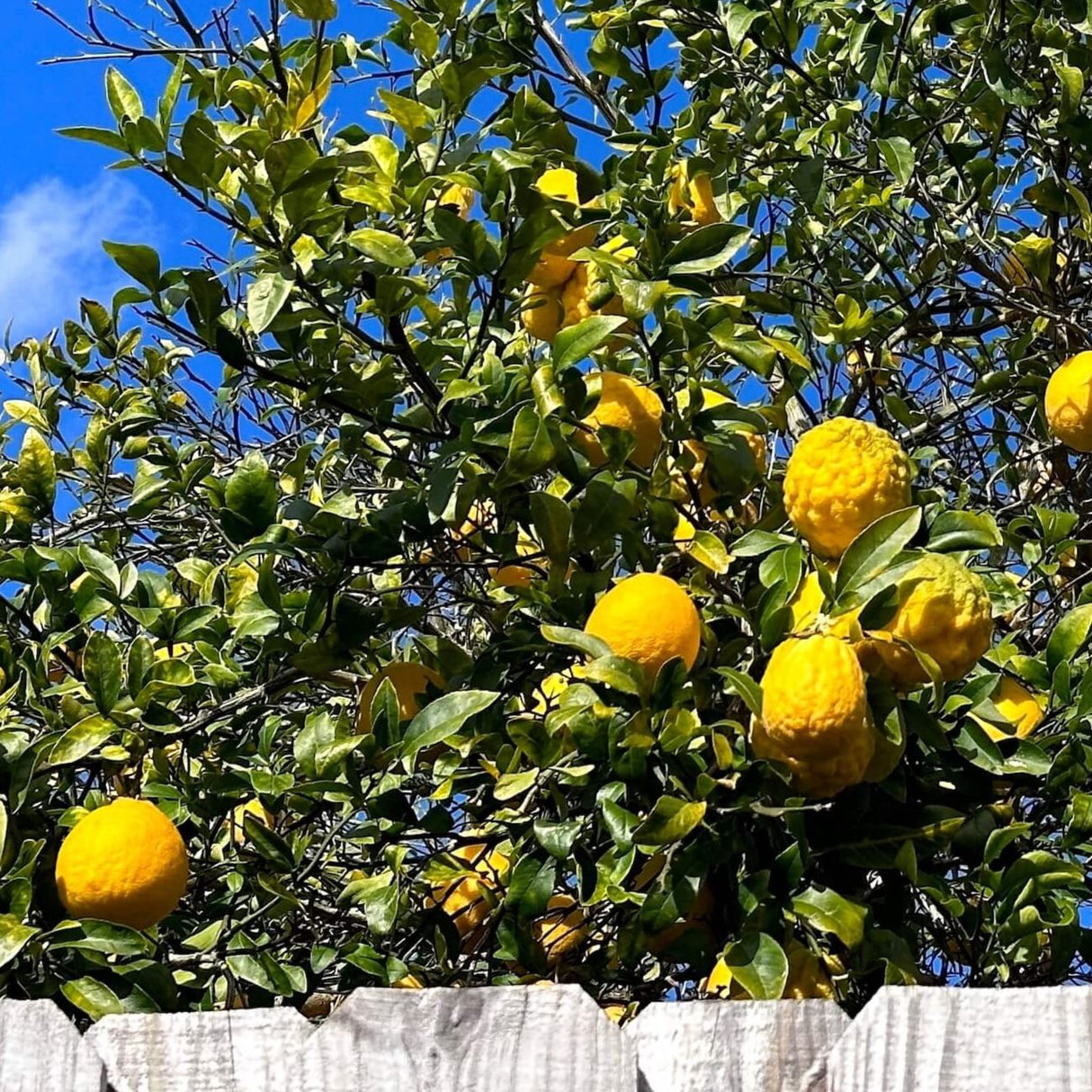 Ponderosa Lemon Tree - NationwidePlants.com