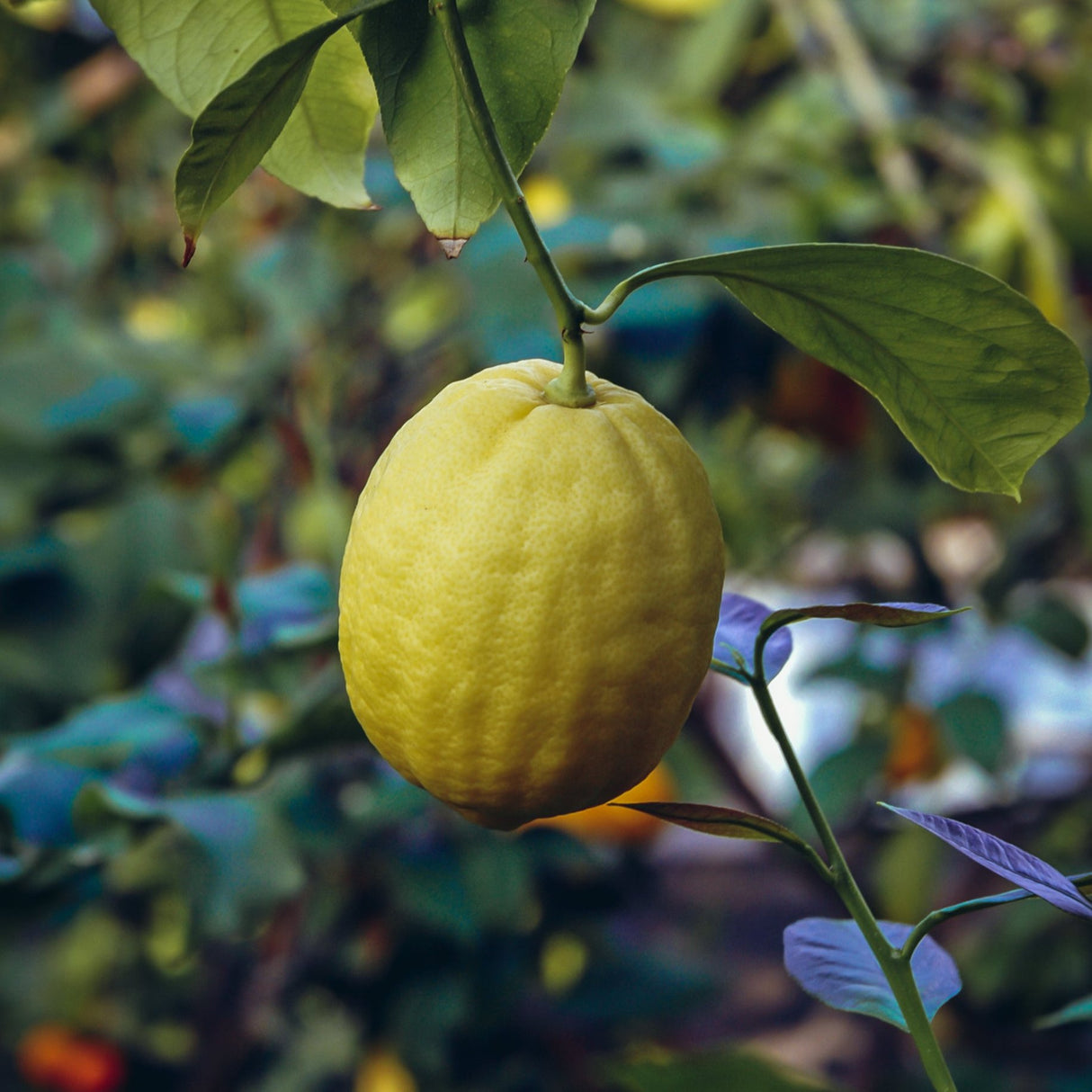 Ponderosa Lemon Tree - NationwidePlants.com