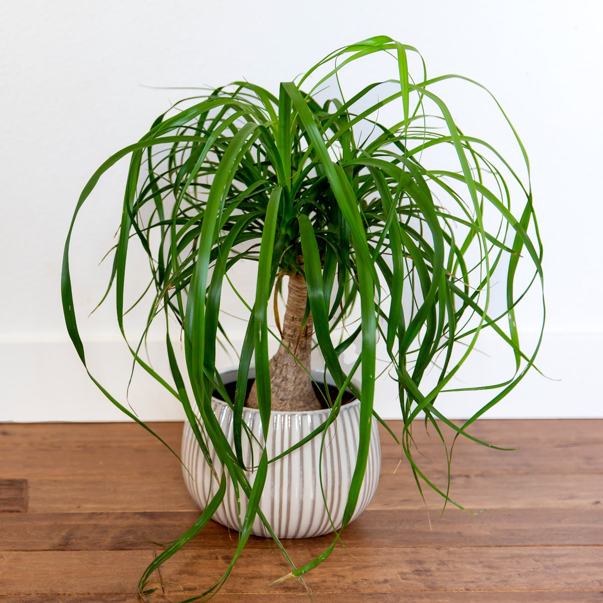 ponytail palm tree on wooden floor in decorative glazed planter with nursery pot inside.